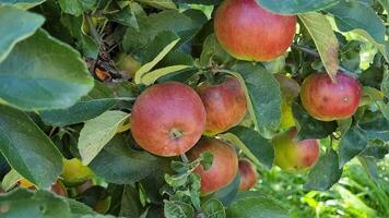 närbild av röd äpplen på ett äpple träd med grön löv. höst skörda. video