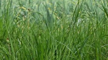 verde césped en el prado. natural antecedentes. de cerca. video