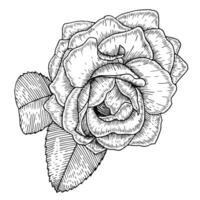 Botanical hand-drawn illustration of a camellia rose flower in sketch style. for wedding design, invitations, postcards, wallpapers. vector