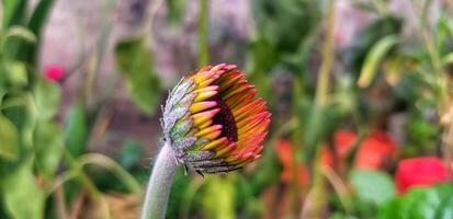 Beautiful blooming flower in garden photo