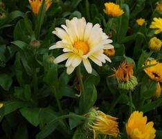 hermosa floreciente flor en jardín foto