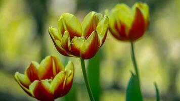 Beautiful blooming flower in garden photo