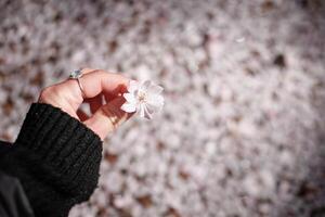 Hand holding the blooming flower with blooming trees background Petrin Prague photo