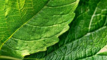 Lush Green Leaf Texture Close-up. photo