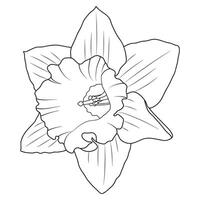 Blooming Outline Daffodil or Narcissus Flower vector