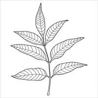 Ash Tree Leaf Outline vector