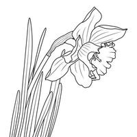 floreciente contorno narciso o narciso flor vector