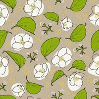 Spring Floral Outline Jasmine Seamless Pattern vector