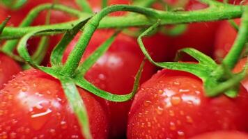 red tomatoes on a branch. water drops. close-up.Leaves of lettuce. knife video