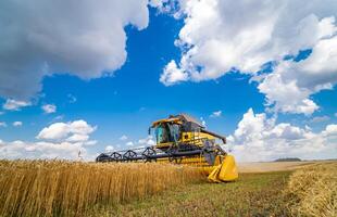 Process of gathering ripe crop from the fields. Special technic in field. Modern machinery in gold wheat. Cereal or wheat gathering. Heavy machinery. photo
