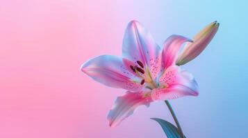 Pink lily flower isolated on gradient pink and blue background with copy space text. photo