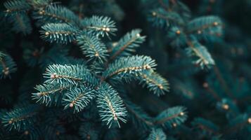 Beautiful Christmas Background with green fir tree brunch close up. Copy space, trendy moody dark toned design for seasonal quotes. photo