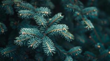 hermosa Navidad antecedentes con verde abeto árbol desayuno tardío cerca arriba. Copiar espacio, de moda temperamental oscuro tonificado diseño para estacional citas. foto