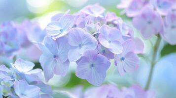 cerca arriba de ligero púrpura gorra de encaje hortensia flores fondo de pantalla fondo, kagoshima, kyushu, Japón, suave atención foto