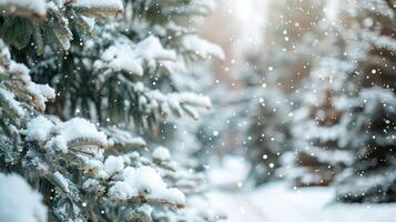 beautiful New Year's white winter background with snow-covered fir trees in the forest close-up and a path between them, bokeh and space for text photo