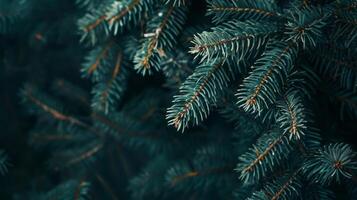 Beautiful Christmas Background with green fir tree brunch close up. Copy space, trendy moody dark toned design for seasonal quotes. photo