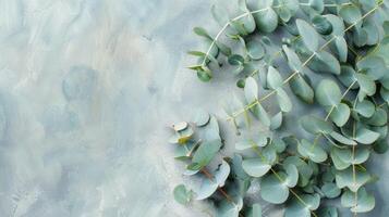 Eucalyptus branches on pastel gray background with copy space Top view. Mockup image. photo