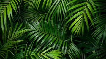 Palm leaves background. photo