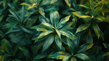 Green, desert plant background. photo