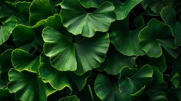 This close-up shot showcases the vibrant green leaves of a Ginkgo Biloba tree photo