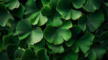 This close-up shot showcases the vibrant green leaves of a Ginkgo Biloba tree photo