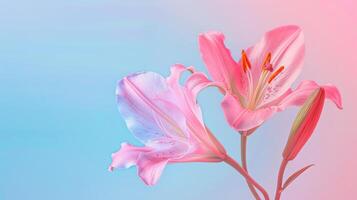 Pink lily flower isolated on gradient pink and blue background with copy space text. photo