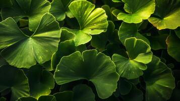 This close-up shot showcases the vibrant green leaves of a Ginkgo Biloba tree photo