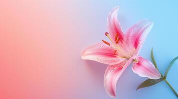 Pink lily flower isolated on gradient pink and blue background with copy space text. photo