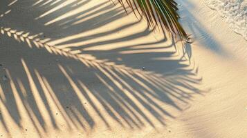 Summer and Holiday Concept with Tropical Coconut Leaf Shadow on Beach Sand. photo