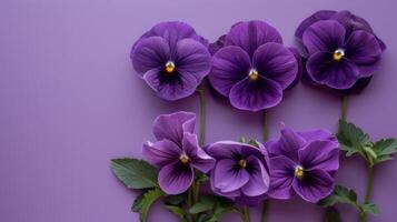 púrpura pensamientos arreglo en monocromo púrpura fondo, plano laico parte superior ver floral composición. foto