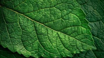 Lush Green Leaf Texture Close-up photo