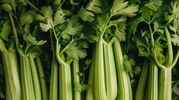 Fresh Celery Stalks and Leaves Texture. photo