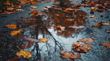 Autumn leaves in puddles, rainy autumn photo