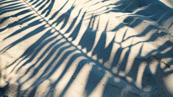 Summer and Holiday Concept with Tropical Coconut Leaf Shadow on Beach Sand photo