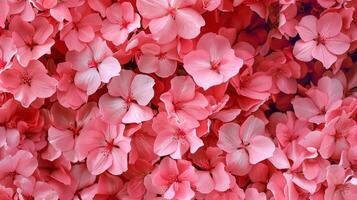 cluster flowers pink background photo