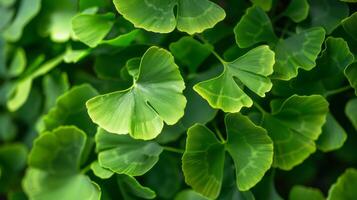 esta de cerca Disparo vitrinas el vibrante verde hojas de un gingko biloba árbol foto