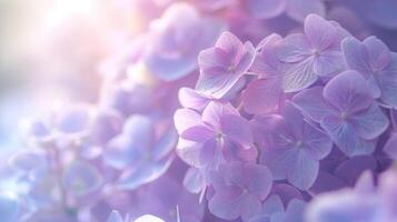 Close up of light purple lacecap hydrangea flowers wallpaper background photo