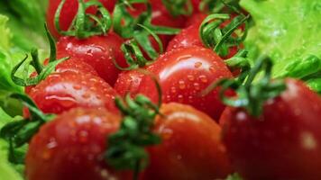 red tomatoes on a branch. water drops. close-up.Leaves of lettuce. knife video