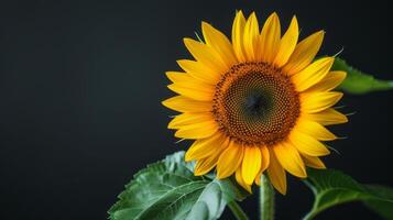 A close-up view of a sunflower against a dark background highlights its vibrant yellow petals and green leaves photo