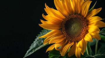 un de cerca ver de un girasol en contra un oscuro antecedentes Destacar sus vibrante amarillo pétalos y verde hojas foto