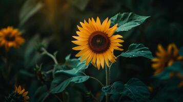 un de cerca ver de un girasol en contra un oscuro antecedentes Destacar sus vibrante amarillo pétalos y verde hojas foto