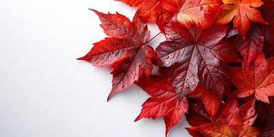 un racimo de rojo hojas arreglado en parte superior de cada otro foto