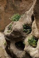 un detallado ver de rocas con plantas emergente desde ellos foto