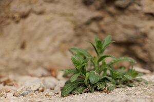 A tiny plant sprouting from the soil photo