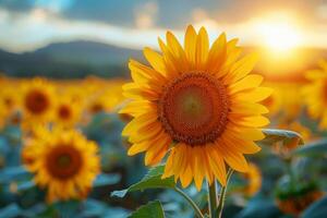 un soltero amarillo girasol es el centrar de un campo de amarillo flores foto