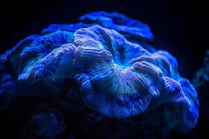 A blue and white coral with a blue center photo