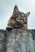 A cat with long hair is looking up at the camera photo