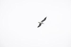 Praga volador Gaviota en invierno hora foto