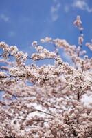 el hermosa primavera flores floreciente en el jardín en primavera foto