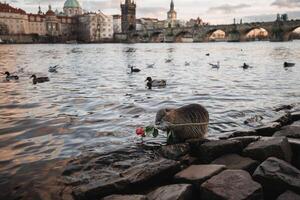 nutria participación un Rosa en el antecedentes de el Charles puente cerca el Vltava río en Praga foto